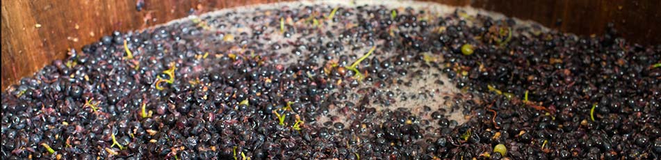 MY-Cuve-vinification-rouge-2015-12