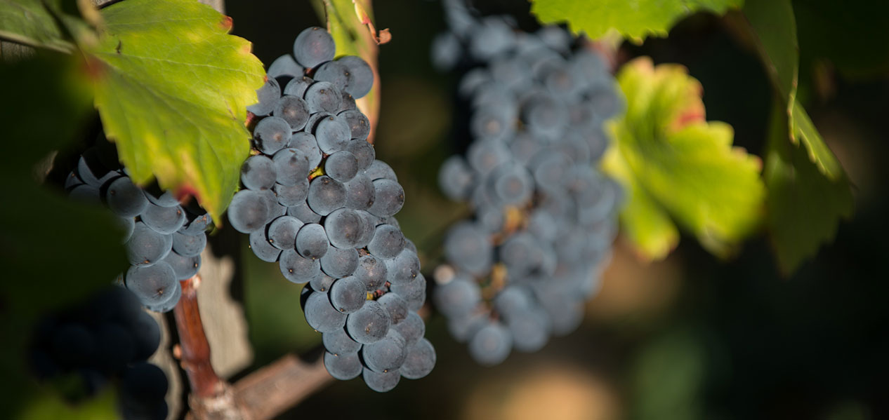MYGrappe raisin rouge 201510 Château de Marsannay