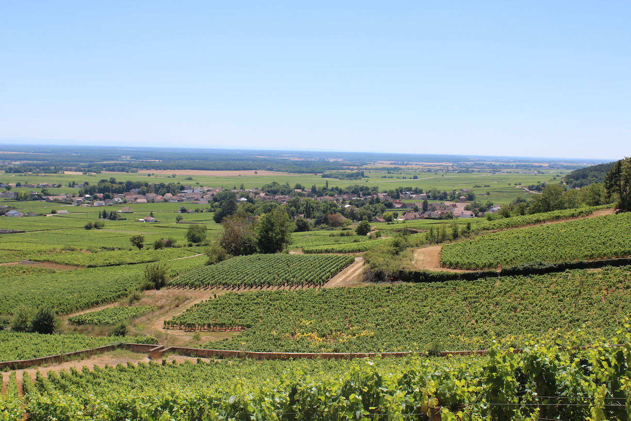 Vignoble-panoramique-bannière1