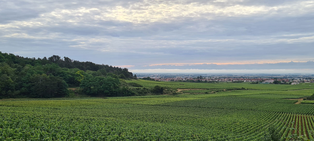 Vignoble-panoramique-bannière2