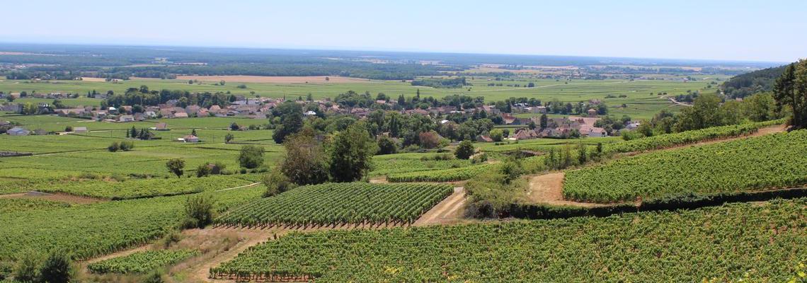 Vignoble-panoramique-bannière1