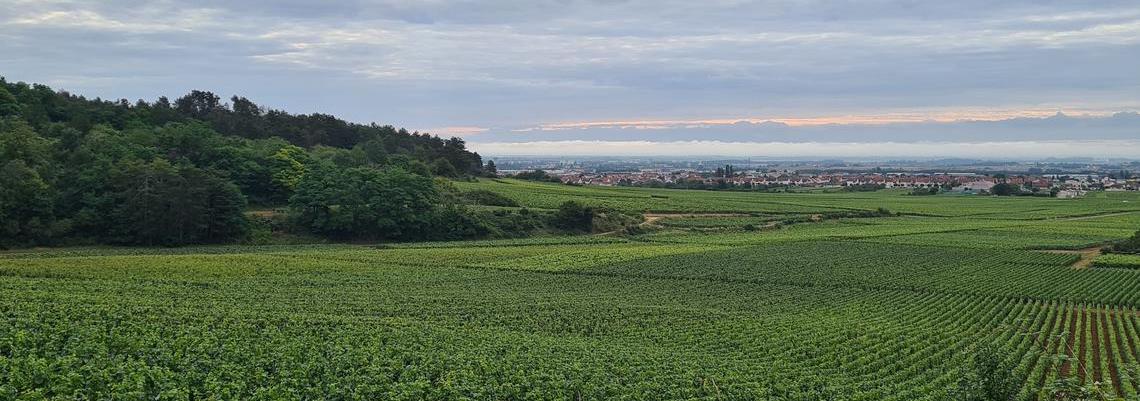 Vignoble-panoramique-bannière2